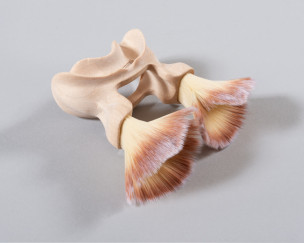 Paradisaea mouthpiece