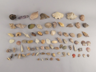 Schelpenverzameling van Wessel Knoops (1800-1879)