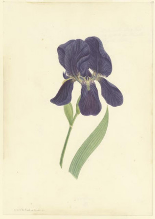 Blauwe iris