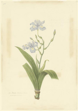 Iris panosa