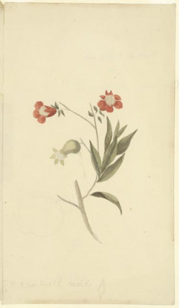 Bloeiende granaatappel