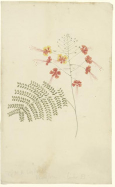 Pauwebloem (Caesalpinia pulcherriana)