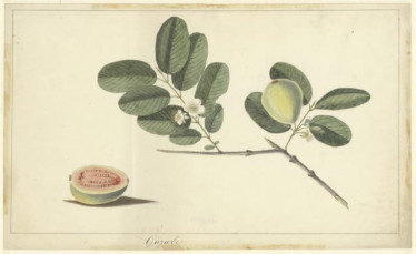 Guyabe (djamboe soort)