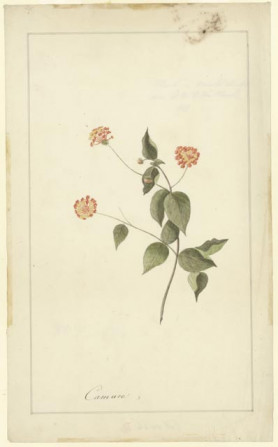 Camura (Lantana-wisselroosje)