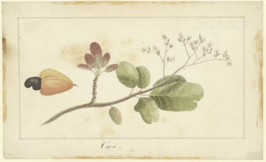 Cayu (djamboe monjet)