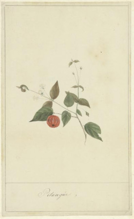 Pitangue (Chisie mundi - surinaams)