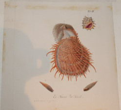 Ex Museo Ver Verhuell