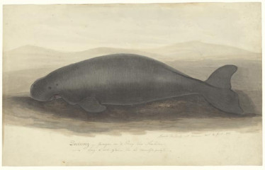 Doejong (zeekoe soort)