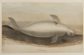 Doejong (zeekoe soort)