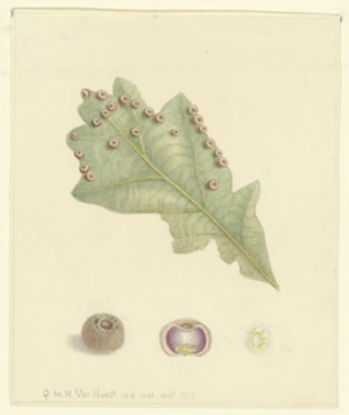 Eikenblad met galappels