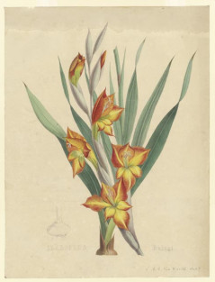 Gladiolus Daleni