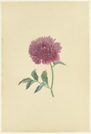 Paarse dubbele pioenroos