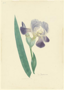 Iris sambucina