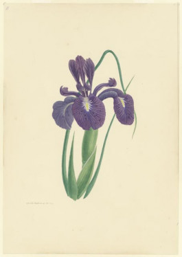 Blauwe iris