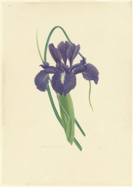 Blauwe iris
