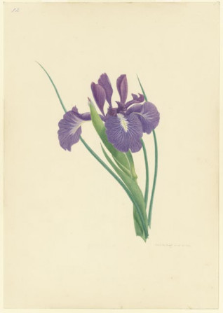 Blauwe iris