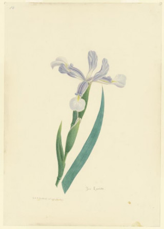 Iris Lurida