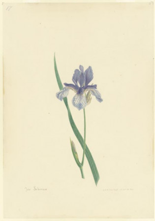Iris Sibirica