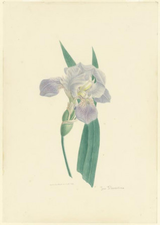 Iris Florentina