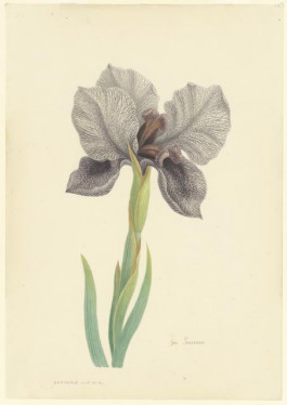 Iris Susiana