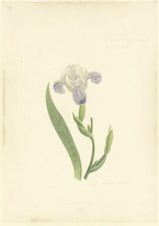 Witte iris