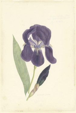 Blauwe iris