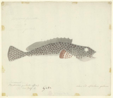 Gate (onder het aftekenen gestorven)