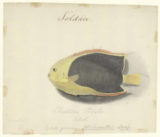 Braziliaanse vis, soldade