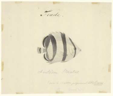 Braziliaanse vis, trade