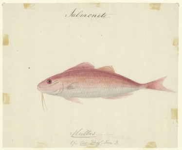 Salmonete ( Mulles )