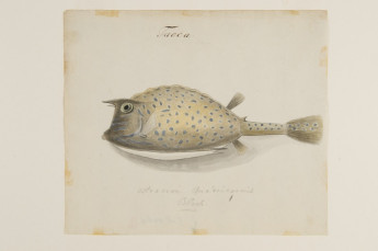 Taoca (Ostracion Quadricornis Block)