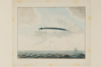 Vliegende vissen in Braziliaanse wateren