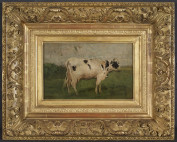 Witte koe in een weiland