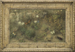 Planten en insecten op duingrond