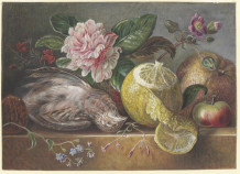 Stilleven met dode vogel