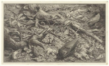 Bosgrond met dode vogel