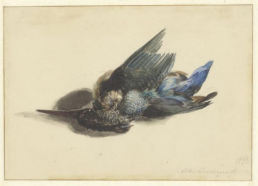 Dode ijsvogel