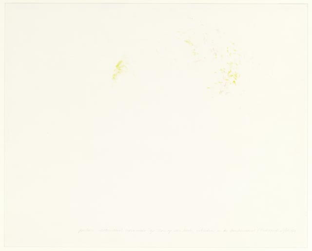 Zon op een berk, schaduw in de beukenrand