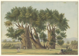 Kaap verdische eilanden - St.Jago - apenbroodbomen