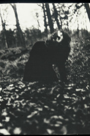 Vrouwenfiguur (in bos)