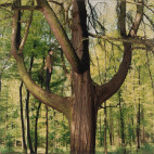 Silent conversation with old tree