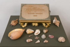 Schelpenverzameling van Wessel Knoops (1800-1879)